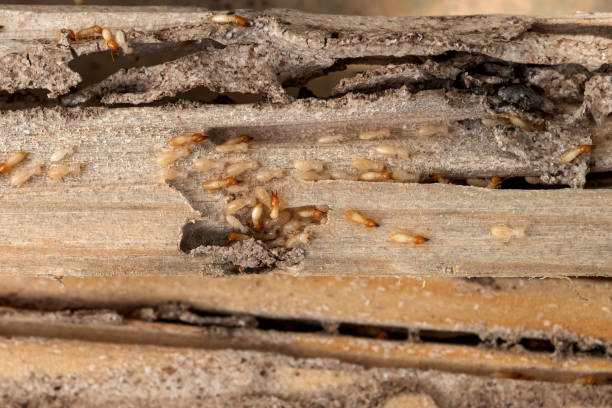Best Pest Prevention Services  in Wilton, IA